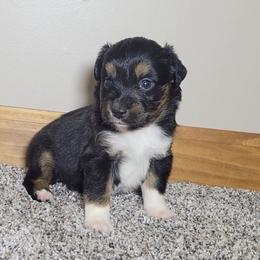 Galena - Black tri female Miniature Australian Shepherd puppy in Sunbury, Pennsylvania from Elemental Mini Aussies