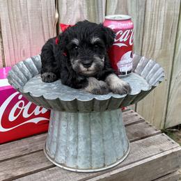 Boy 1 red bow - Black and silver male Miniature Schnauzer puppy in Garrison, Texas from RNH Schnauzers