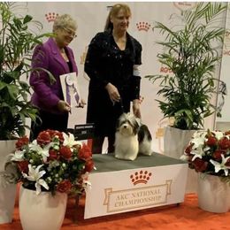 Havanese Puppies from SunWyst Havanese