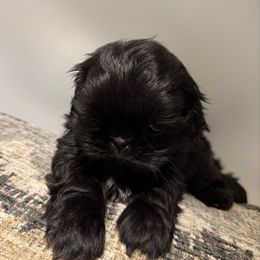 Max - Black male Shih Tzu puppy in Covington, Georgia from Top Hats 2  Shih Tzu’s