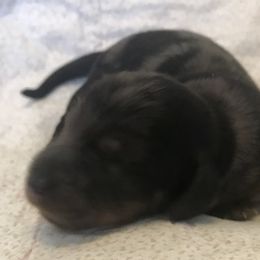 Dolly - Black and tan Dachshund puppy in Great Bend, Pennsylvania from Dashing Doxies