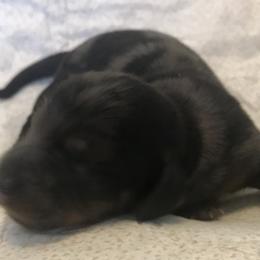 Dolly - Black and tan Dachshund puppy in Great Bend, Pennsylvania from Dashing Doxies
