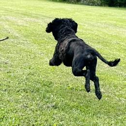 Portuguese Water Dog Puppies from Top Notch Portuguese Water Dogs