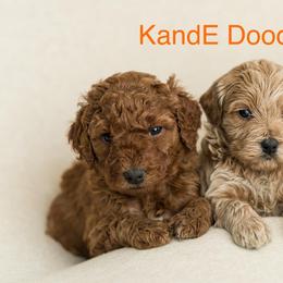 Goldendoodle Puppies from KandE Doodles