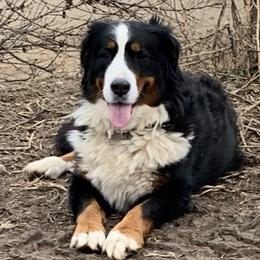 Mary - Bernese Mountain Dog