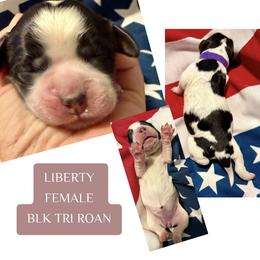 Liberty - Black white and tan female English Springer Spaniel puppy in Madison, Indiana from McCollough's Pawsome Spaniels and Danny's Delightful Dachshunds