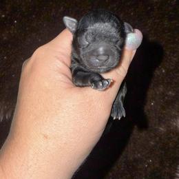 Abby - Black female Shorkie puppy in Midland, Texas from Southern Yorkie Pies