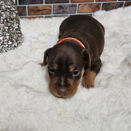 Odie - Chocolate and rust male Miniature Pinscher puppy in Baton Rouge, Louisiana from Pike's Pups
