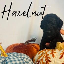Hazelnut - Black female Goldendoodle puppy in Cedartown, Georgia from Loyal Doodles