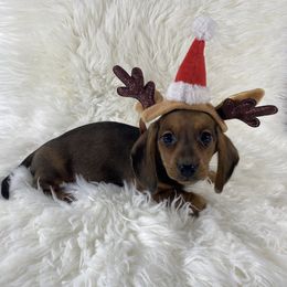 Red - Red male Dachshund puppy in Gravois Mills, Missouri from Benji’s Babies