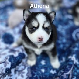 Athena - Black and white female Pomsky puppy in Fredericksburg, Virginia from Purely Pomskies