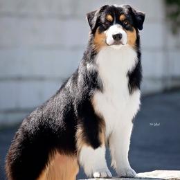 Australian Shepherds from Vesper Australian Shepherds