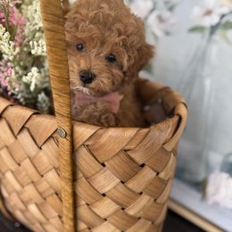 Lucy - Tan female Morkie puppy in Mesa, Arizona from Floralie Doodles