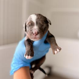 Grey - Tri-color male Bernedoodle puppy in Cold Spring, Minnesota from A.N.A. Doodles