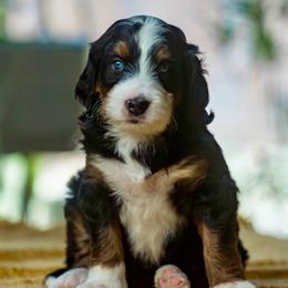 April - female Australian Mountain Doodle puppy in Cortez, Colorado from Sassy Pants Pups