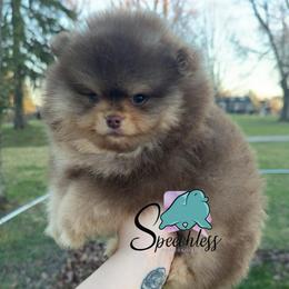 Frost - Chocolate and tan male Pomeranian puppy in Perry County, Ohio from Speechless Pom’s