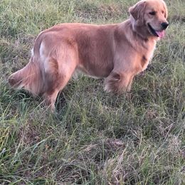 Golden Retriever All Grown Up from Stonewood Goldens