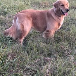Golden Retriever All Grown Up from Stonewood Goldens