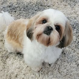 Jilly - Shih Tzu