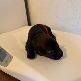 Claudette - Sable female German Shepherd puppy in Winterport, Maine from Vom Stevens Old Fashioned German Shepherds
