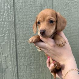 Ana - Dapple female Dachshund puppy in Pontotoc, Mississippi from Toddy Kennels