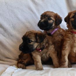 Soft Coated Wheaten Terrier Puppies from Exeter Soft Coated Wheaten Terriers