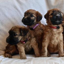 Soft Coated Wheaten Terrier Puppies from Exeter Soft Coated Wheaten Terriers