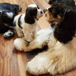 Cocker Spaniels from Claire's Cockers