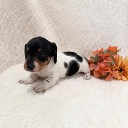 Snoopy - Piebald male Dachshund puppy in Palestine, Texas from Oak tree Dachshunds