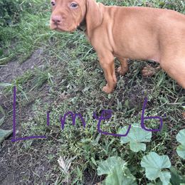 Lime - Golden rust male Vizsla puppy in Sioux County, Iowa from Pheasant Poppers Vizslas