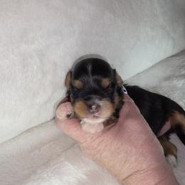 F7 - Black and tan female Havanese puppy in Deer Park, Washington from Mt. Top Havanese