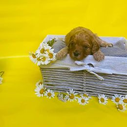 Cavalier King Charles Spaniels and Cavapoos from Ryder Ridge Farm