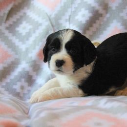 English Springer Spaniel Puppies from South Fork Springers