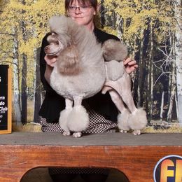 Zevon  - Poodle