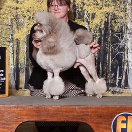 Zevon  - Poodle