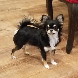 Pandora - Chihuahua