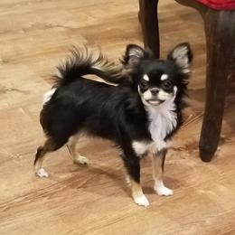 Pandora - Chihuahua