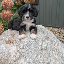 Ann - Tri-color female Bernedoodle puppy in Beach City, Ohio from Blue Cloud Doodles