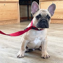 French Bulldog Puppies from Elkins Kennel