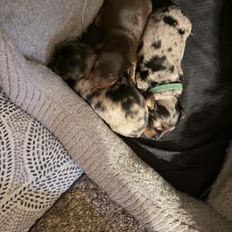 Dachshund Puppies from Dreamy dachshunds