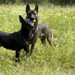 Belgian Malinois and xDutch Shepherd Puppies from OreVis Malinois