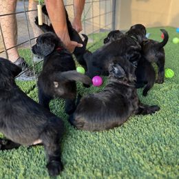 Assorted Doodle Crosses Puppies from Golden Mountain Doodles
