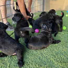 Assorted Doodle Crosses Puppies from Golden Mountain Doodles