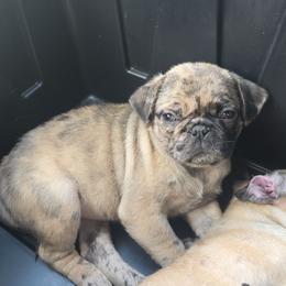 Ruth - Brindle female Pug puppy in Olin, North Carolina from Piggy Pugs