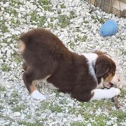 Coonie - Red tri-color female Miniature American Shepherd puppy in Marshfield, Missouri from Tntowne Miniature American Shepherds
