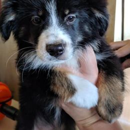Miniature American Shepherd and Toy Australian Shepherd Puppies from Shade Tree Aussies