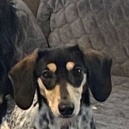 Izzie - Dachshund
