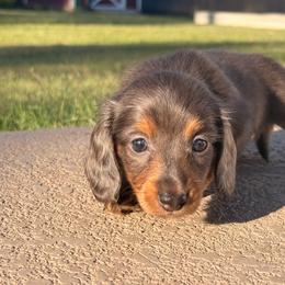 Fawn - Fawn (isabella) and tan female Dachshund puppy in Glendale, Arizona from Collier Dachshunds