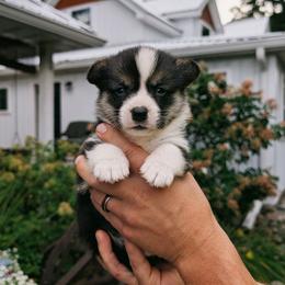 Yosef - Black and tan male Pembroke Welsh Corgi puppy in Coleman, Michigan from Salt Creek Farm Dogs