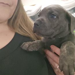 Green Collar - Gray brindle male Cane Corso puppy in Lewistown, Montana from Corsi Amore Kennels